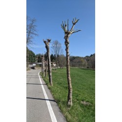 Abbattiamoli! Perchè i sindaci odiano gli alberi? - EPUB